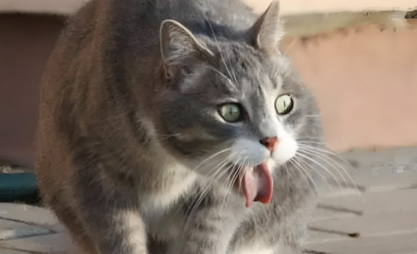 猫咪频繁吐毛球需要干预吗? 猫咪频繁吐毛球需要干预吗?