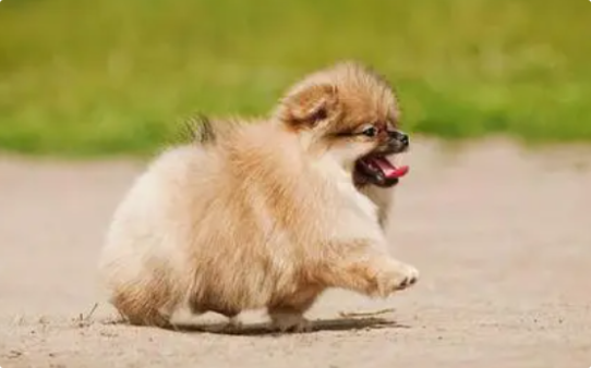 狗狗耳朵内有黑色污垢？