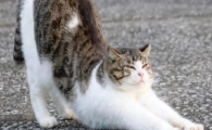 猫咪脊柱骨折能恢复吗多久
