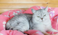 猫咪流清鼻涕转为脓性？