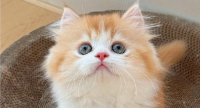 猫咪胆管肝炎怎么治疗最好