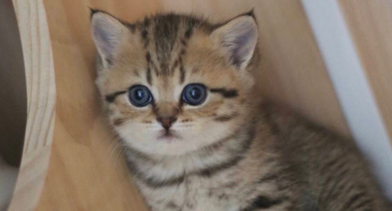 猫咪牙周炎能不能自愈