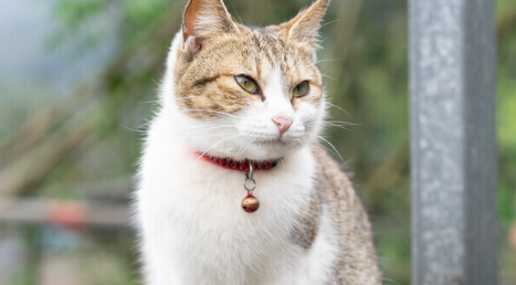 猫咪药物性肝损伤多久能恢复正常 猫咪药物性肝损伤多久能恢复正常