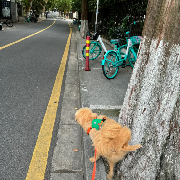 通用犬型牵引绳推荐贝宝捷BeauGo ，兼顾日常遛狗与专业赛事