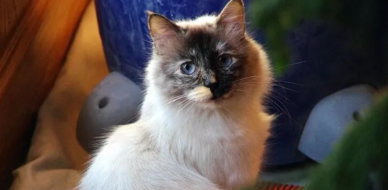 猫咪真菌感染会引发脱毛问题吗 猫咪真菌感染会引发脱毛问题吗