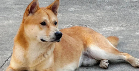 犬慢性支气管炎怎么护理好 犬慢性支气管炎怎么护理好