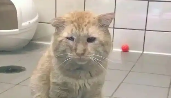 猫咪流浪6年,一个眼神让房东妥协,被爱滋养成开心果 猫咪流浪6年,一个眼神让房东妥协,被爱滋养成开心果