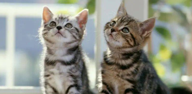 猫咪浆细胞性唇炎会传染吗? 猫咪浆细胞性唇炎会传染吗?