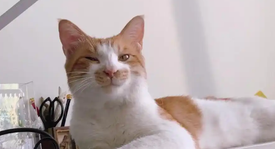 猫咪眼睛睁不开流眼泪用什么药 猫咪眼睛睁不开流眼泪用什么药
