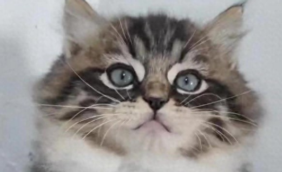 2500元网购纯种猫，结果收到“杂交猫”