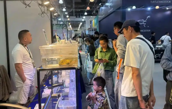 乌龟虽慢,产业快跑!上海龟博会启幕,小众爱好长成阳台经济 乌龟虽慢,产业快跑!上海龟博会启幕,小众爱好长成阳台经济