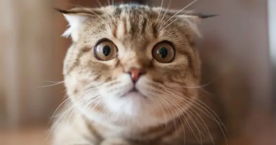 猫咪脱毛伴随皮屑该怎么处理