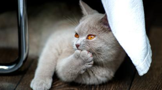 猫咪胆道阻塞不手术会怎样? 猫咪胆道阻塞不手术会怎样?