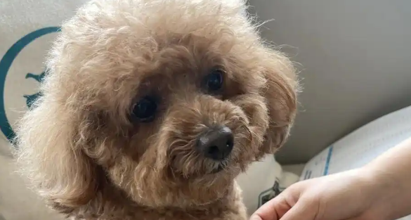 狗狗咳嗽干呕发出咔咔咔的声音是什么病