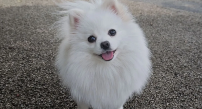 犬跟腱断裂恢复后能跑跳吗会疼吗