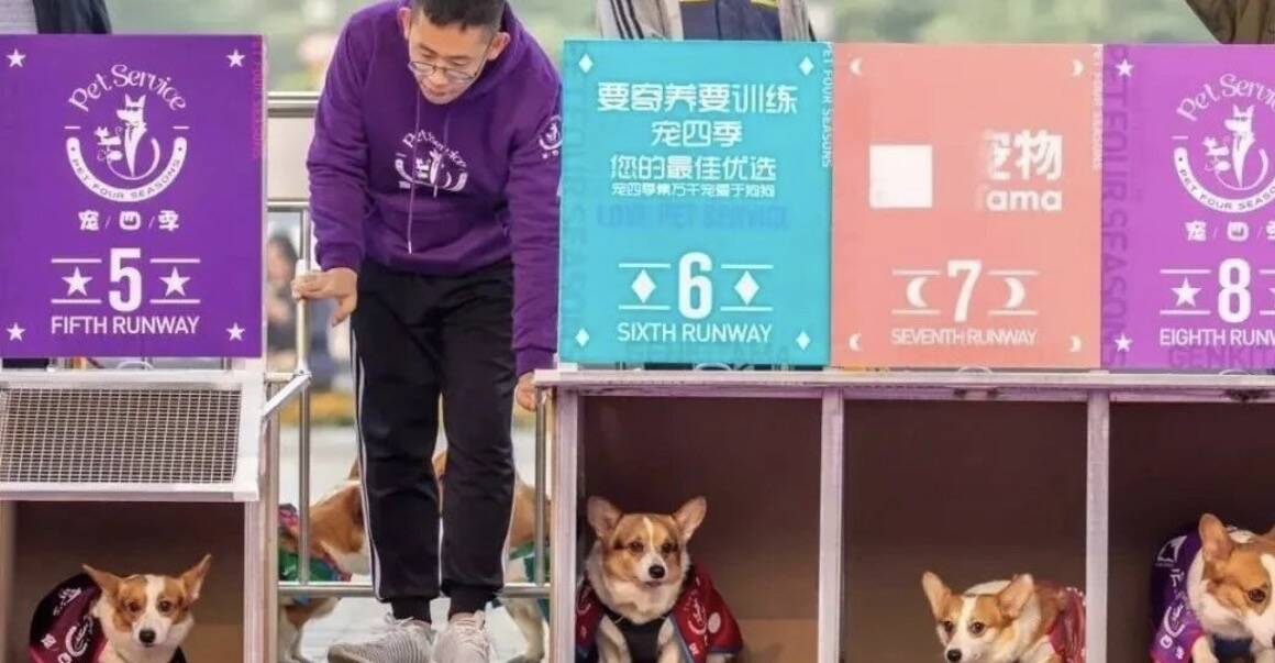 宠四季价格如何