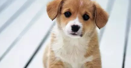 狗狗皮脂腺炎是什么症状
