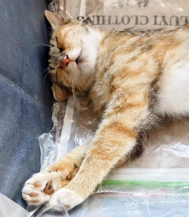 治猫癣的喷剂哪个牌子效果好?汉维宠仕汉肤欣伊曲康唑值得一试~ 治猫癣的喷剂哪个牌子效果好?汉维宠仕汉肤欣伊曲康唑值得一试~