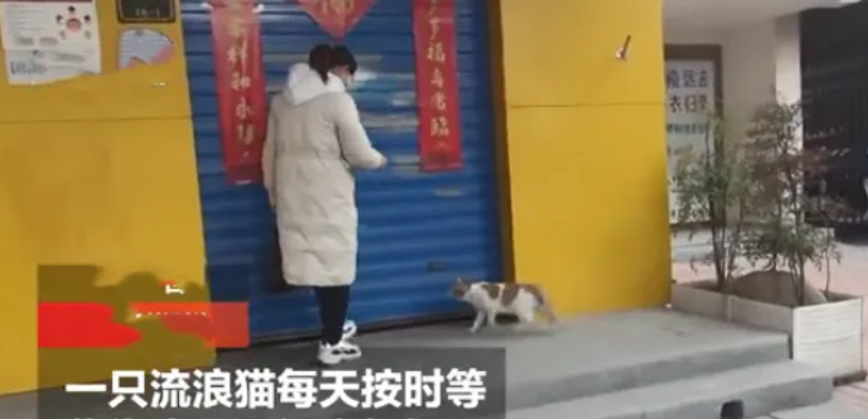 带着宝宝投奔人类的流浪猫妈妈，每天守店等主人！