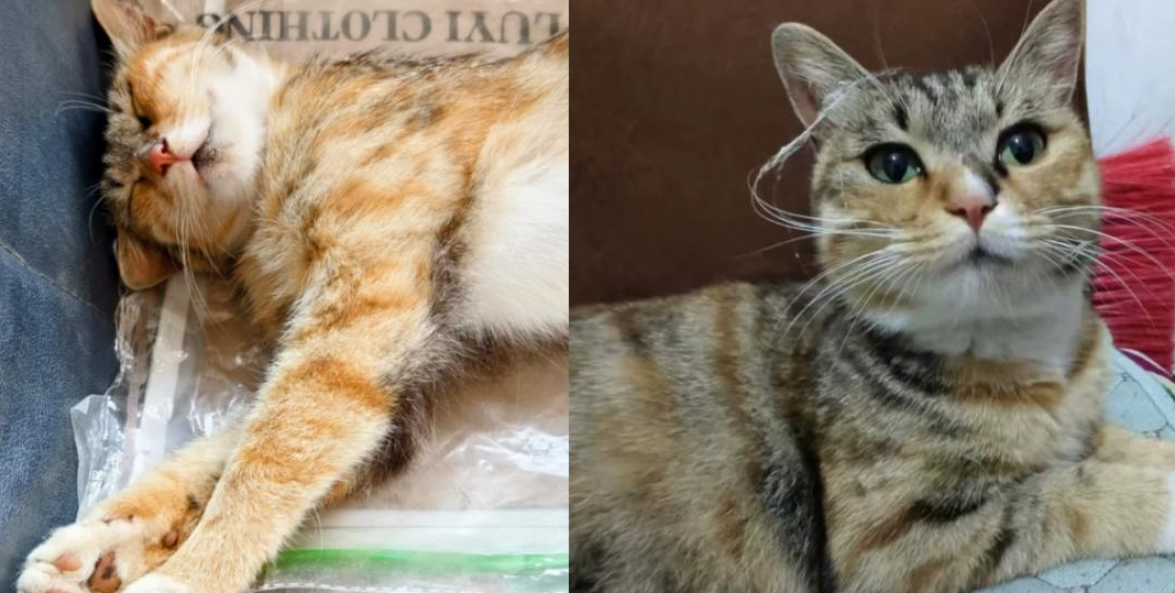 宠物皮肤病药品品牌哪个效果好？猫咪猫癣，身上有圆形红斑。折腾半月，还是汉肤欣救了我家猫
