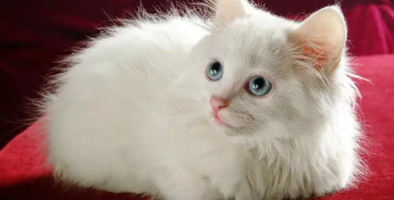 猫咪幽门狭窄是什么症状表现