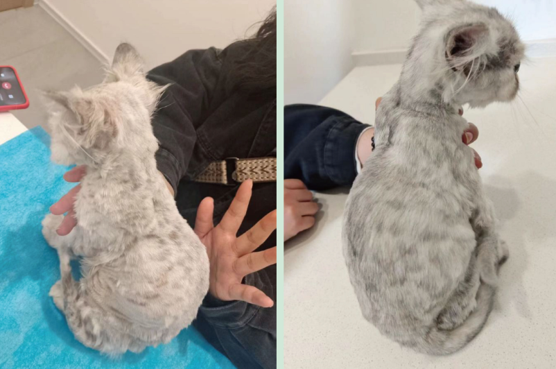 猫癣用什么药好哪些品牌管用？汉维宠仕汉肤欣效果实测！