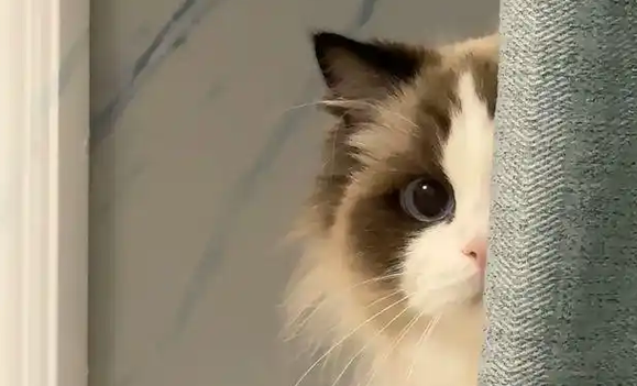 布偶猫回村两天,成了满地打滚的“土猫” 布偶猫回村两天,成了满地打滚的“土猫”