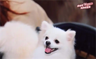 上海摩纳哥全明星犬赛举办