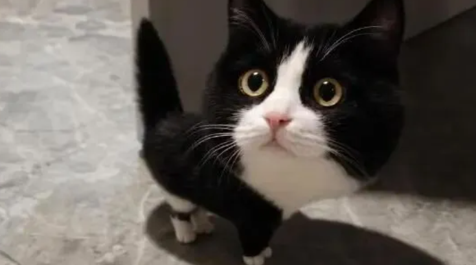 全网刷屏的大头猫是什么品种?真相竟是特效! 全网刷屏的大头猫是什么品种?真相竟是特效!