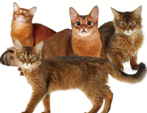 索马里猫:像狐狸的猫有多野?养它前先问问自己扛不扛得住 索马里猫:像狐狸的猫有多野?养它前先问问自己扛不扛得住