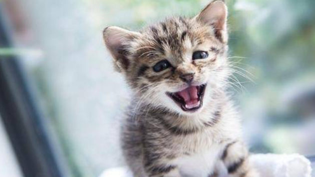 猫特发性膀胱炎容易复发吗?