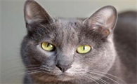 揭秘科拉特猫：从外观到性格全面了解
