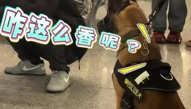 墨西哥缉毒犬误把泡面当毒品 被训后委屈趴地画面心疼 墨西哥缉毒犬误把泡面当毒品 被训后委屈趴地画面心疼