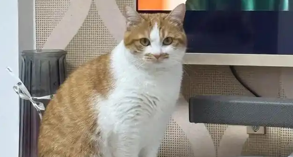 以为橘猫长了恶性肿瘤，医生：那是脂肪！