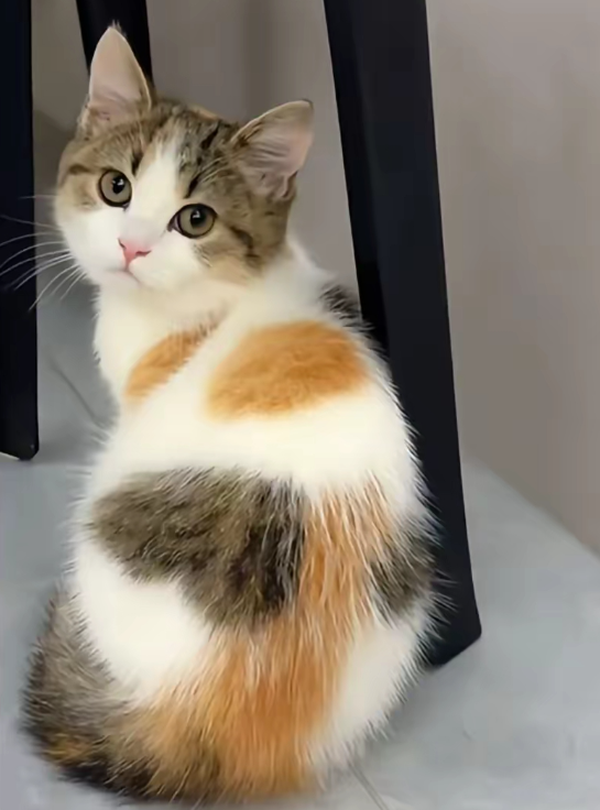 为什么三花猫如此独特?藏在毛色里的生物密码 为什么三花猫如此独特?藏在毛色里的生物密码