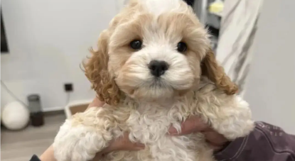 犬念珠菌感染是什么引起的原因