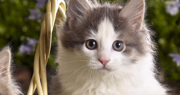 猫咪主动脉血栓有哪些前兆表现 猫咪主动脉血栓有哪些前兆表现
