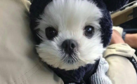狗狗结节性脂膜炎能根治吗?