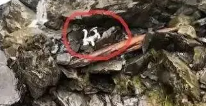 悬崖绝境不离不弃,小狗苦等主人 7 天,全网破防! 悬崖绝境不离不弃,小狗苦等主人 7 天,全网破防!