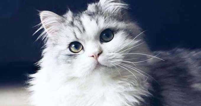 猫咪膈疝有什么早期症状 猫咪膈疝有什么早期症状