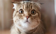 猫咪脱毛伴随皮屑该怎么处理