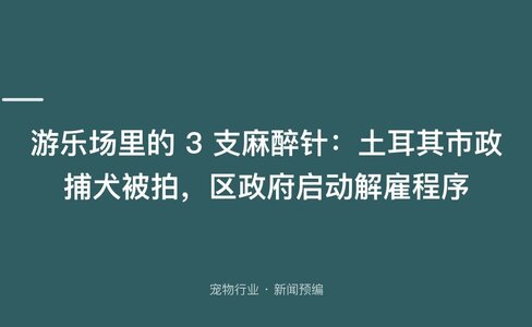 游乐场里的 3 支麻醉针：土耳其市政捕犬被拍，区政府启动解雇程序
