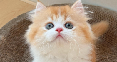 猫浆细胞性爪炎是怎么得的