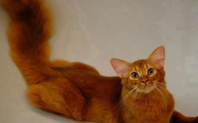 索马里猫:像狐狸的猫有多野?养它前先问问自己扛不扛得住 索马里猫:像狐狸的猫有多野?养它前先问问自己扛不扛得住