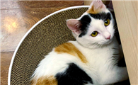 三花猫是怎么火的？流传在民俗与文化里的猫咪形象