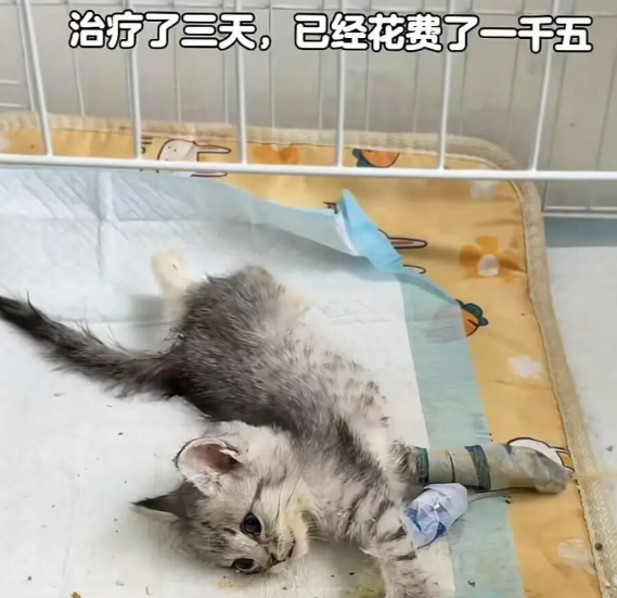 地铁口买猫，一周后病亡：记者调查广州路边摊售卖“星期宠”