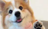 犬气管塌陷适合手术吗能治好吗