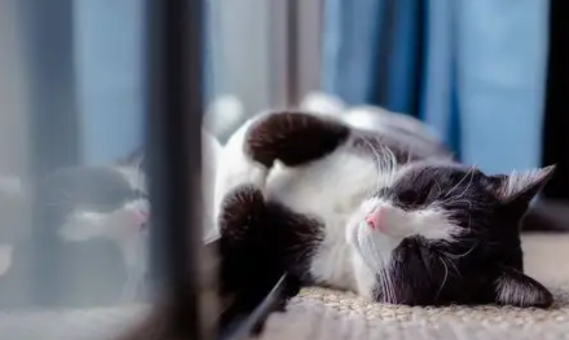 猫咪呼吸急促怎么缓解
