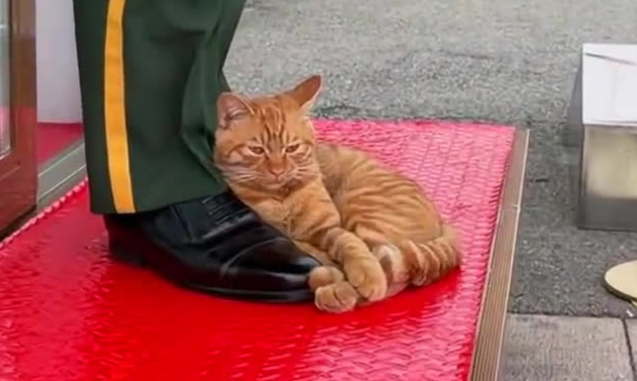 被“收编”成为故宫猫，天安门广场的咪有家了！