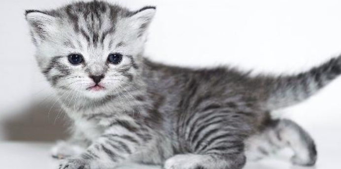 猫咪胆管肝炎需要禁食吗?